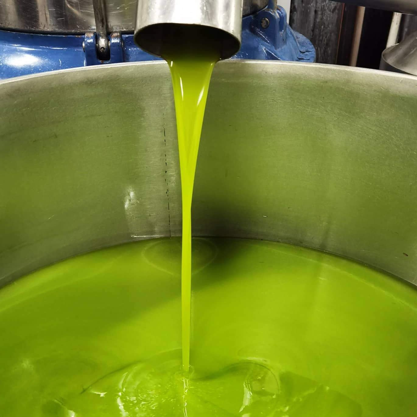 Olio Nuovo - the fresh, bright green olive oil coming right out of the press.